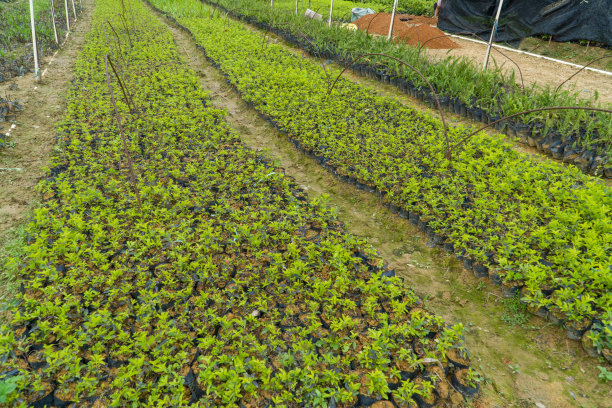 生长良好的大型苗圃图片下载
