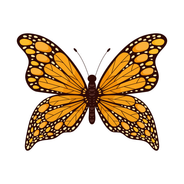 蝴蝶昆虫。图片下载