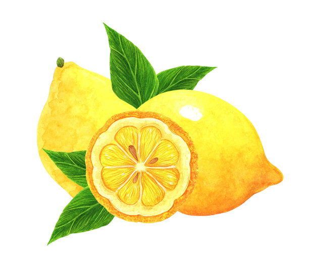 柠檬水彩插图。在白色背景上分离的热带成熟果实。新鲜柑橘叶，整果，切片。酸花园甜点。手绘剪贴画，植物素描图片下载