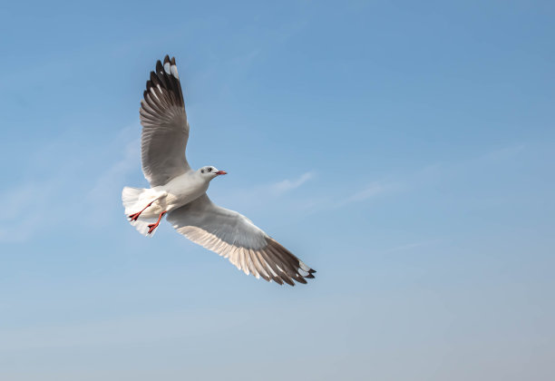 海鸥飞图片下载