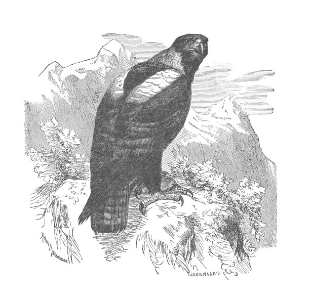 东方帝国鹰，古董雕刻插图图片下载