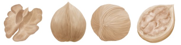 一套水彩核桃插图图片下载