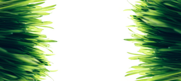 横幅上有新鲜的绿草图片下载