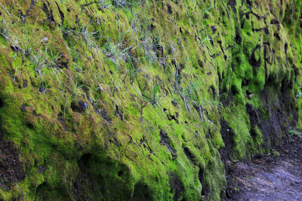 青苔质地图片下载