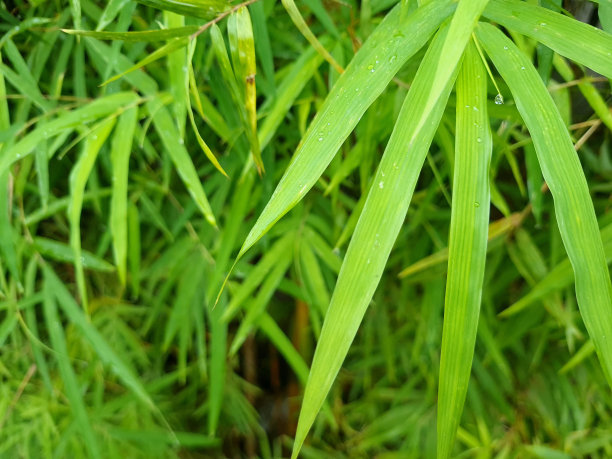 竹林中清新翠绿的竹叶图案图片下载