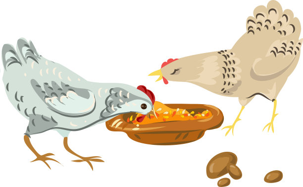 可爱的农场鸡吃生态天然谷物图片下载