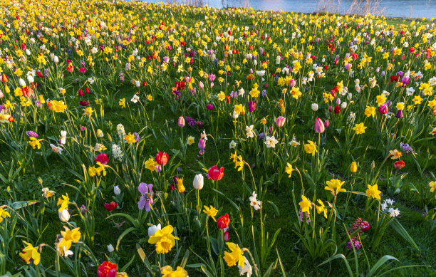 荷兰春天野花盛开的田野图片下载