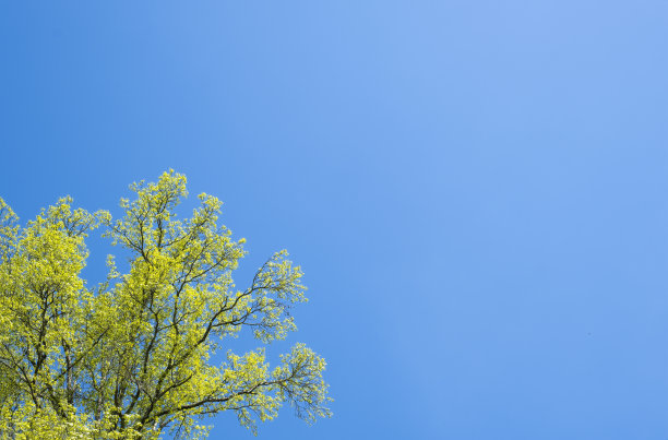 树冠与黄绿色的叶子裁剪对一个清晰的蓝天，颜色对比，向上看，复制空间图片下载