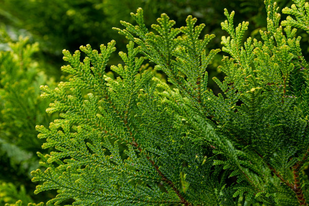 森林里美丽的日本柏树叶子。图片下载