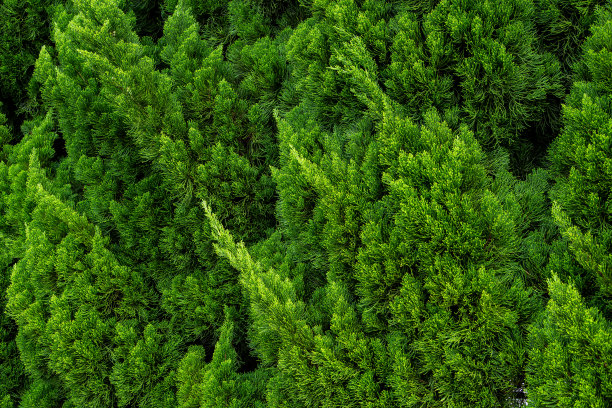 森林里美丽的日本柏树叶子。图片下载