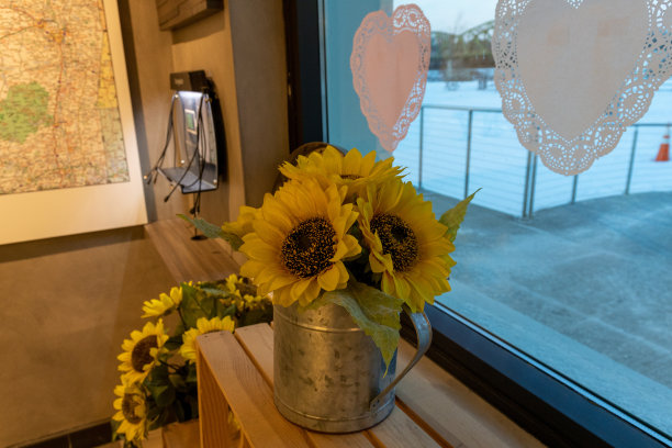 向日葵图片下载