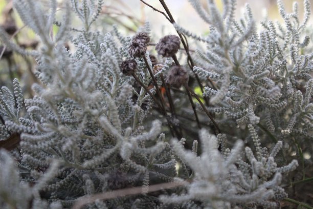 金莲花，棉薰衣草图片下载