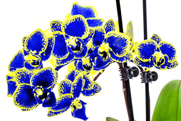 美丽的蓝色黄色兰花盛开，乌克兰国旗的颜色图片下载