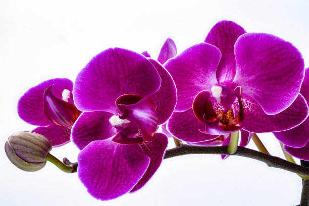 美丽的紫色兰花盛开图片下载