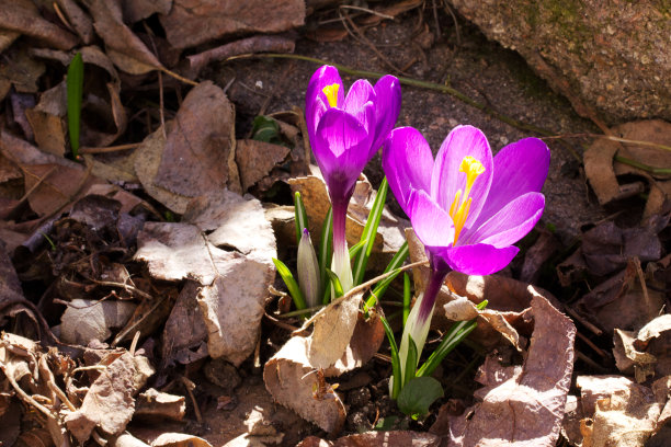 春天的自然背景纹理与紫色藏红花生长从干燥的叶子叶子和岩石与拷贝空间的近距离照片。重生的概念。户外园林植物。春天横幅设计图片下载
