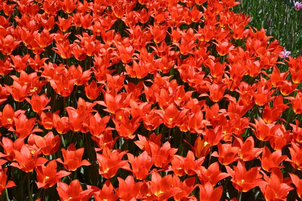 花园里五颜六色的郁金香。花的背景图片下载