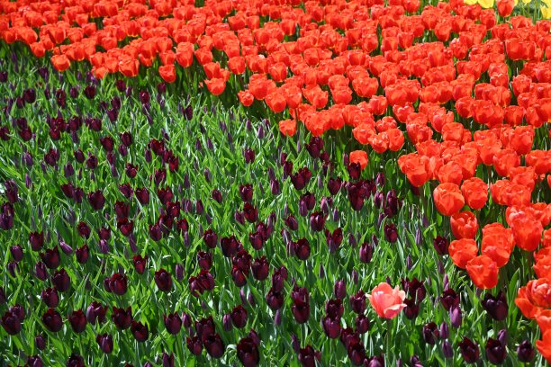 花园里五颜六色的郁金香。花的背景图片下载