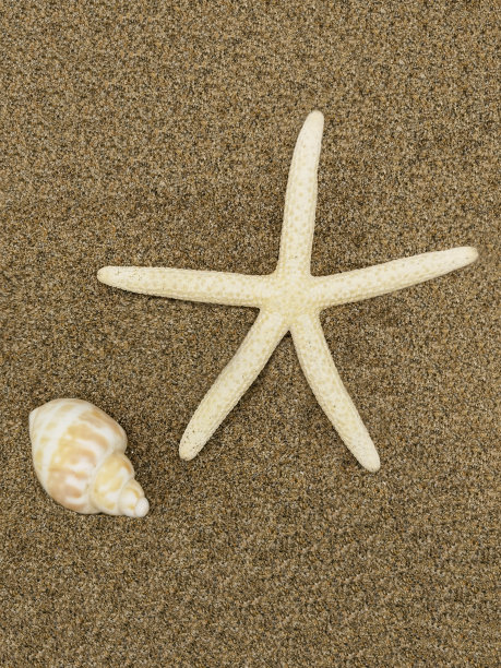 沙滩上的星星图片下载