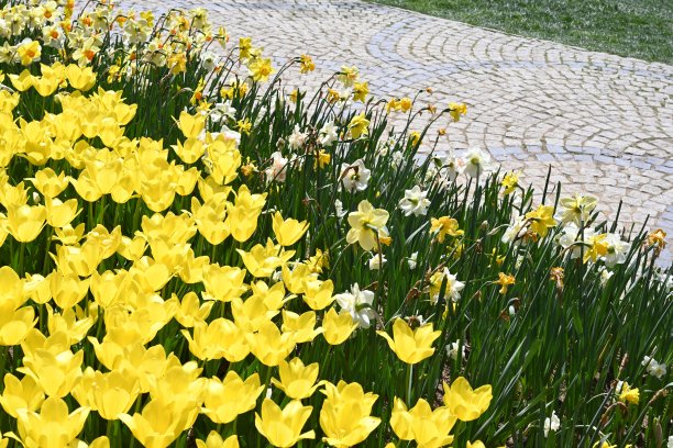 花园里五颜六色的郁金香。花的背景图片下载