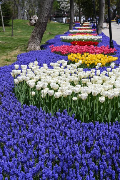 花园里五颜六色的郁金香。花的背景图片下载