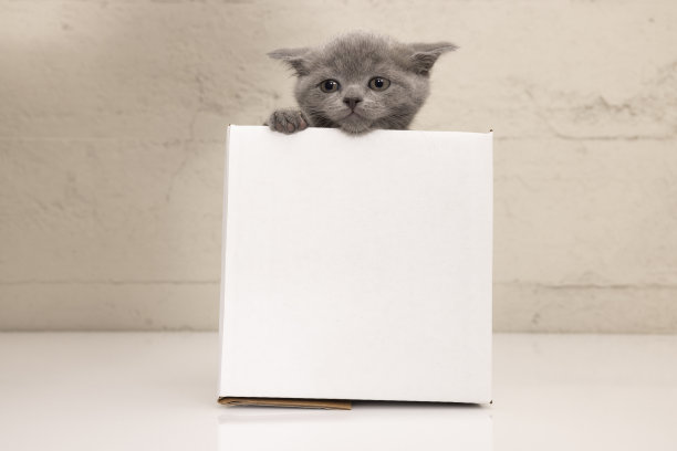 纸箱里的顽皮的英国短毛小猫图片下载