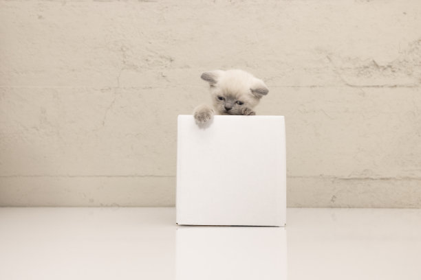 纸板箱里顽皮的暹罗猫图片下载