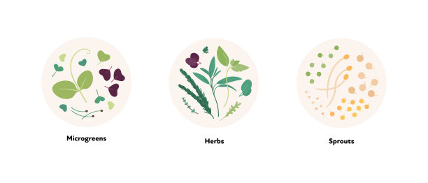 说明收集食物。矢量平面设计微绿叶，草本，和芽符号在圆框架孤立在白色背景。图片下载