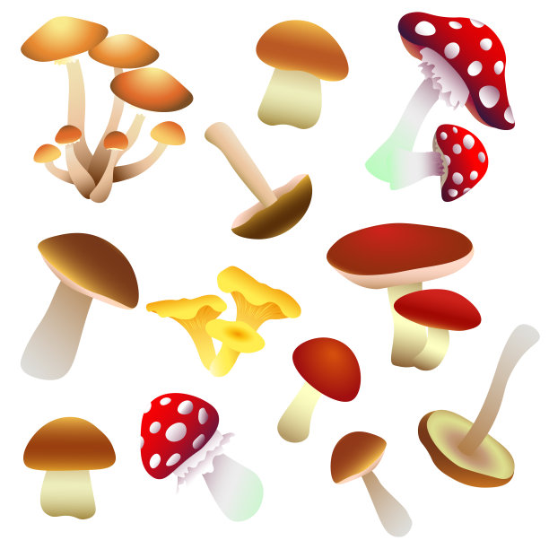 一组不同类型的蘑菇图片下载