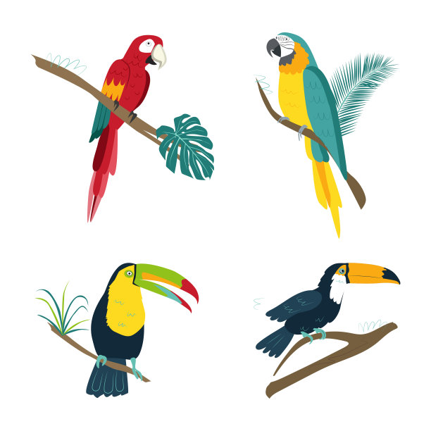 矢量热带鸟类鹦鹉图片下载