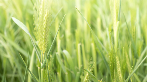 一个清新的春田背景素材图片