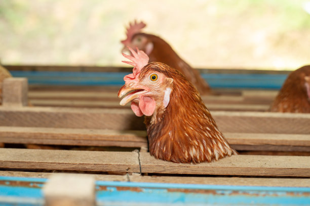 鸡笼养鸡场的鸡蛋，漂亮的母鸡五颜六色图片下载