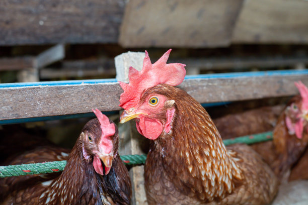 鸡笼养鸡场的鸡蛋，漂亮的母鸡五颜六色图片下载
