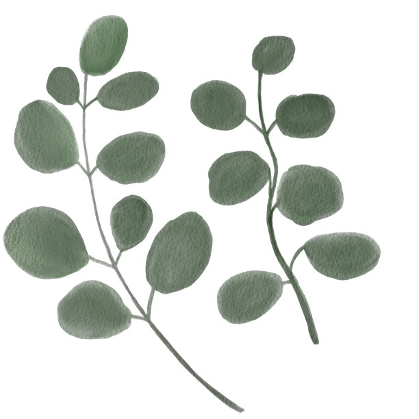 水彩桉树绿叶花枝集。手绘桉树叶和树枝孤立在白色的背景。卡通手绘水彩插图菜单，卡片，t恤设计图片下载