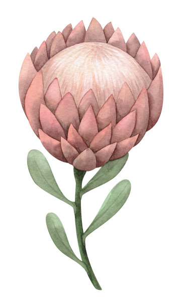 水彩插图的干燥protea花。花苞绿色花茎上的娇嫩的玫瑰花苞波西米亚剪纸植物孤立在白色背景。的手绘植物学图片下载