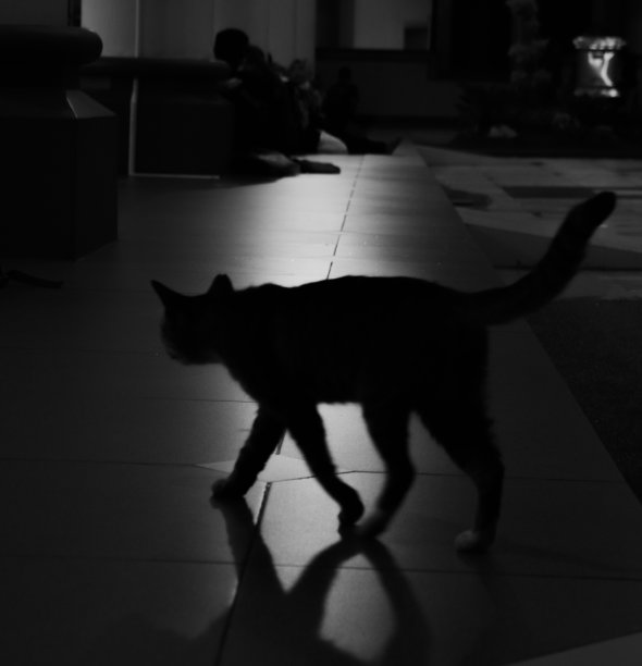 猫的轮廓图片下载