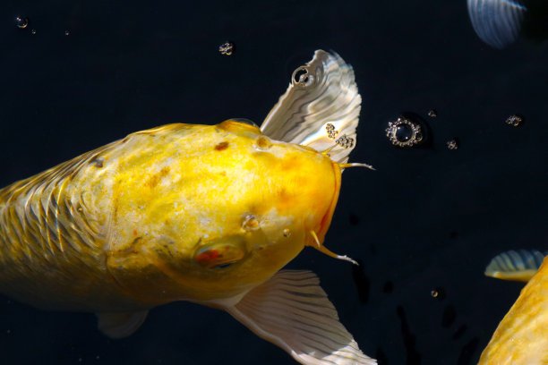 日本金色的水族鲤鱼“Nishiki-goi”与作者鲤鱼一起在池塘里游泳。图片下载