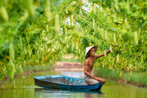 越南老人收获一个大苦瓜或苦黄瓜挂在一个农场的木栅栏在阳光。绿色背景图片图片下载
