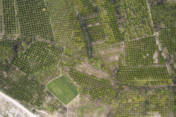 从上面俯瞰苹果树。图片下载