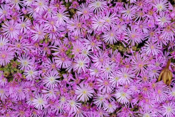 粉红色的花朵图片下载