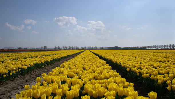 成排的黄色郁金香。图片下载