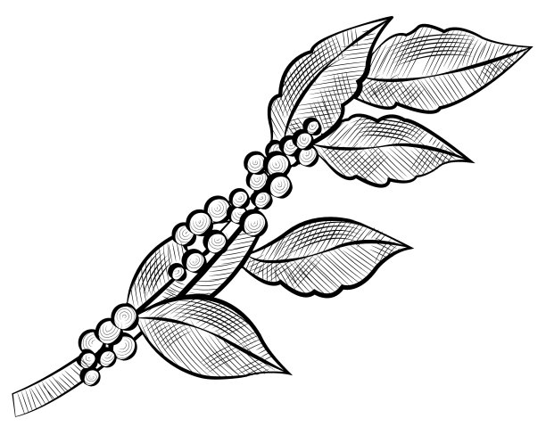 分支咖啡豆和树叶孤立的图标图片下载