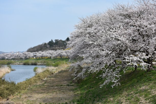 春天的花朵图片下载