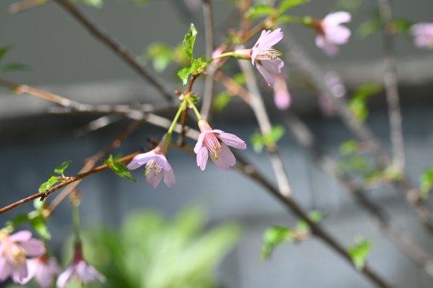 春天的花朵图片下载