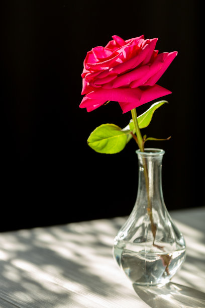 阳光下明亮的桌子上放着一朵红玫瑰图片下载