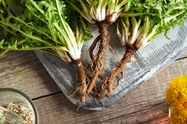 蒲公英根放在木板上图片下载