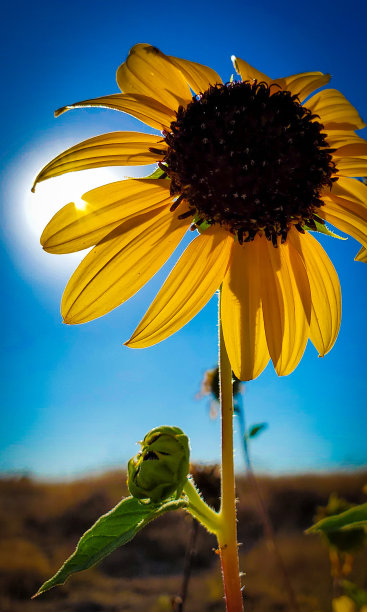 天空中黄色的向日葵图片下载