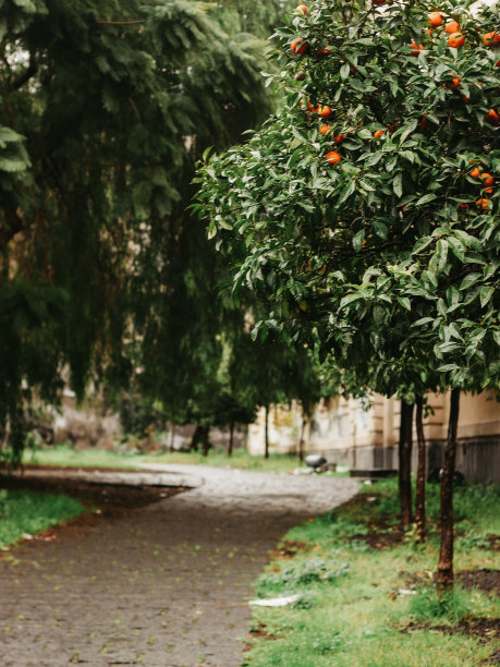 花园里的一棵橘子树图片下载