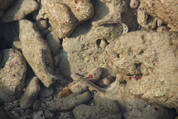 小鱼在清澈的海水里图片下载