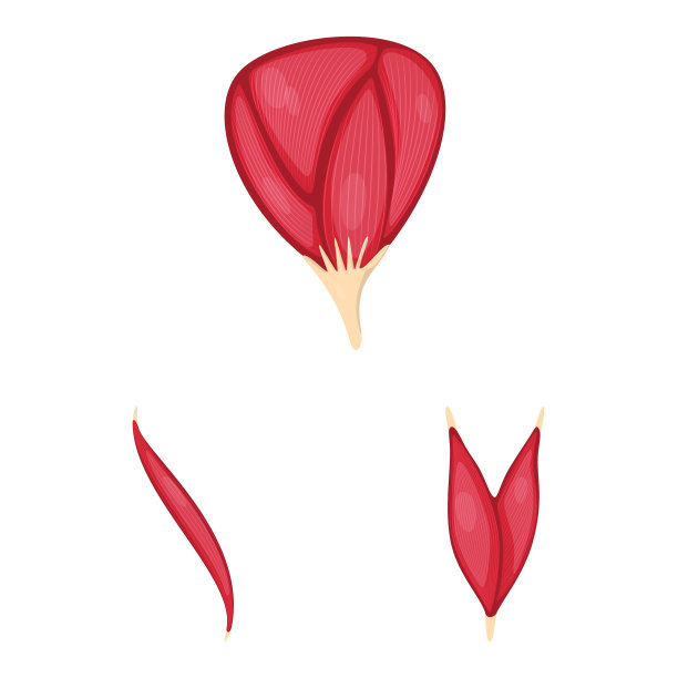 分离物肌肉和细胞标志集图片下载