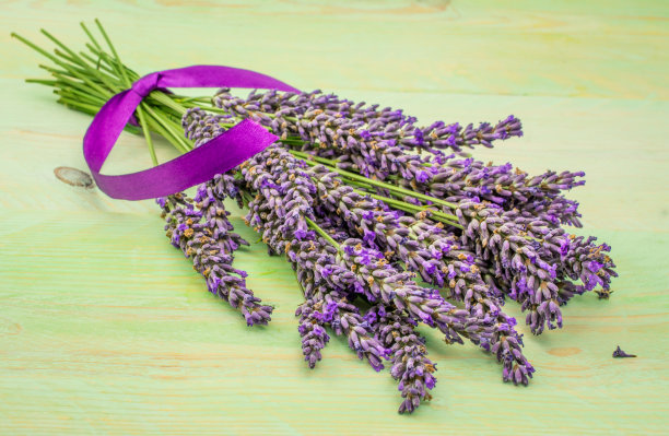 一束薰衣草花孤立在背景上图片下载